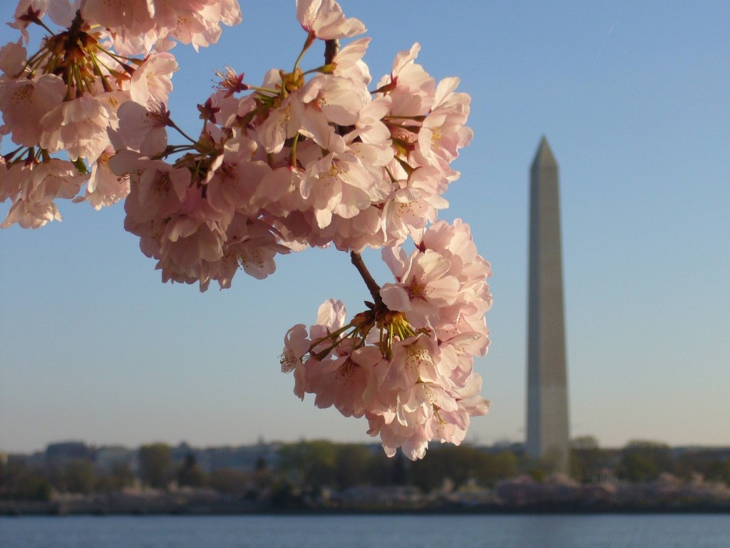 Residents of Capitol Hill get glimpses of the beautiful cherry blossom every Spring.